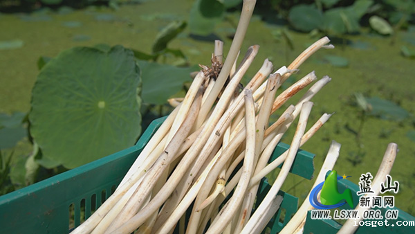 华体会登陆网站夏食鲜藕尖 藕农采摘忙2.jpg