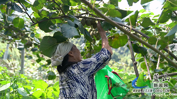 毛俊镇双河村：金秋猕果喜丰收 助农增收促振兴2.jpg
