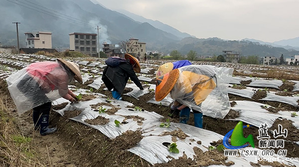 所城镇舜岩村：紫茄种植正当时 特色产业助振兴.jpg