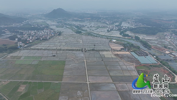 塔峰镇雷家岭村：千亩秧田映春辉 镜中绘就丰收景.jpg