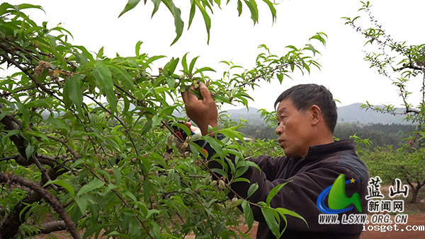 太平圩镇合家坊村：400 亩鹰嘴桃开启 “管护季” 产业振兴绘新篇2.jpg