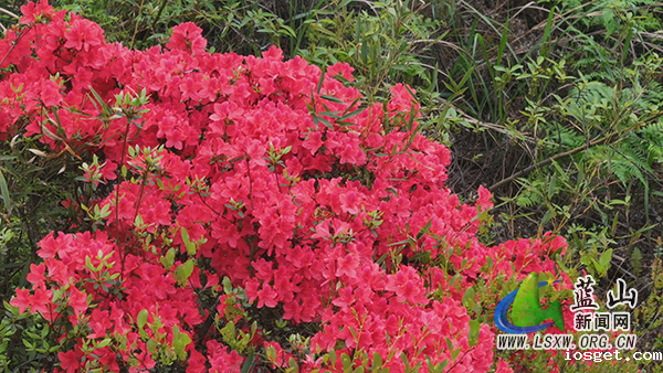 美丽蓝山：人间芳菲四月天 正是山花 烂漫时 2.jpg