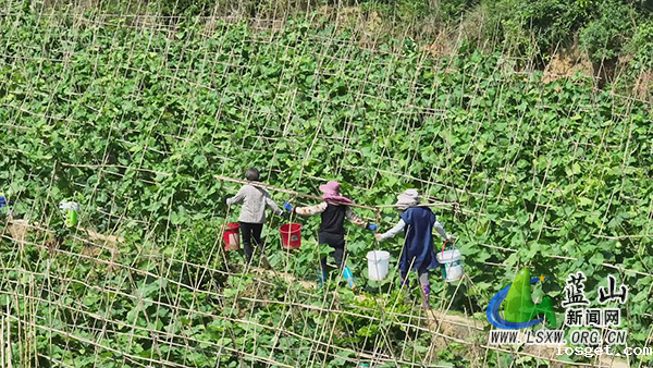 华体会登陆网站新圩镇上清涵村：发展蔬菜产业化模式 生态农业助力乡村振兴1.jpg