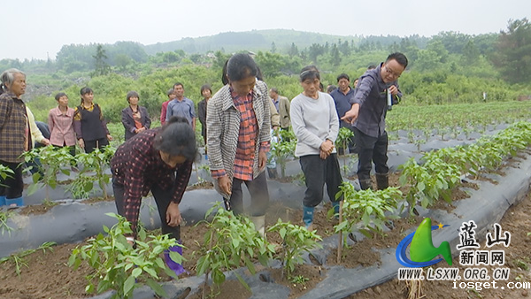 新圩镇：专家送“技”到田间 农户现场学“良方”.jpg