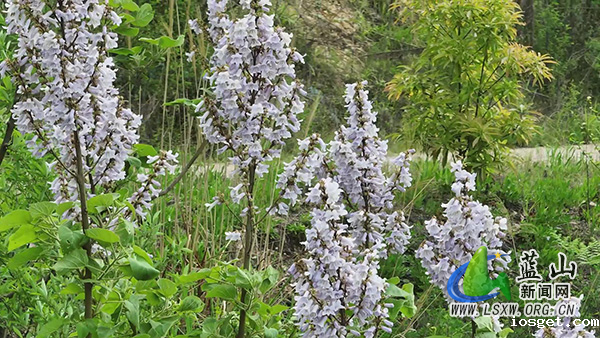 美丽蓝山：泡桐花开遍乡野2.jpg